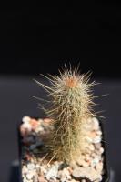Cleistocactus smragdiflorus RFPA 119.01.jpg